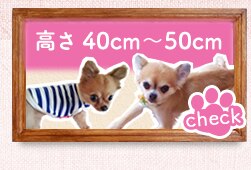 ����40cm�`50cm