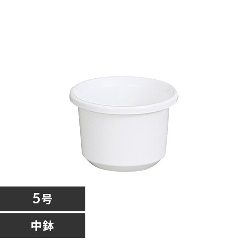 �e�B���g���� 5�� �z���C�g