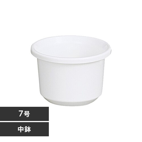 �e�B���g���� 7�� �z���C�g