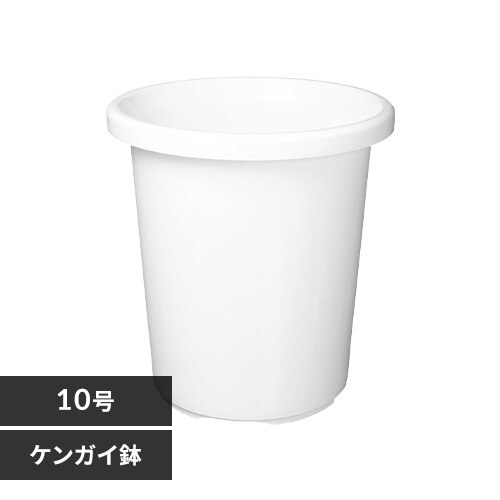 �e�B���g�P���K�C�� 10�� �z���C�g