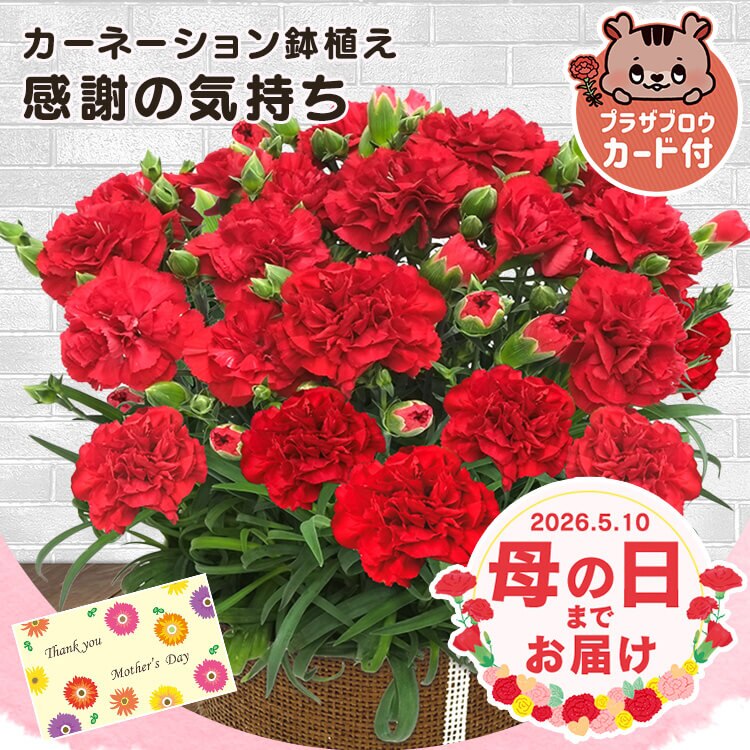 母の日 2026 花 ギフト 生花 カーネーション 鉢植え 選べる花鉢 マーガレット アジサイ 紫陽花 5号鉢 【お届けは5/6(水)〜5/9(土)】【日時指定不可】※【予約】5月上旬ごろ発送予定