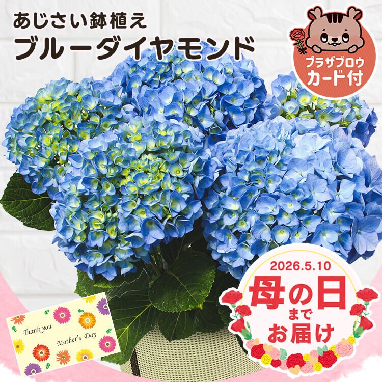 ��̓� 2026 �� �M�t�g ���� �J�[�l�[�V���� ���A�� �I�ׂ�Ԕ� �}�[�K���b�g �A�W�T�C ���z�� 5���� �y���͂���5/6(��)�`5/9(�y)�z�y�����w��s�z���y�\��z5����{���딭���\��