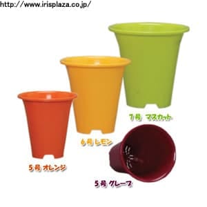 �J���[�|�b�g�@�X�����@7���@������