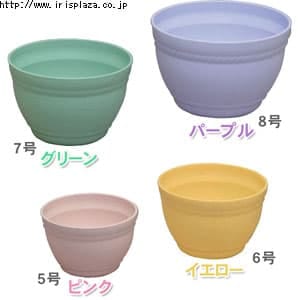 �t�B�Z���|�b�g�@8�� �@�O���[��