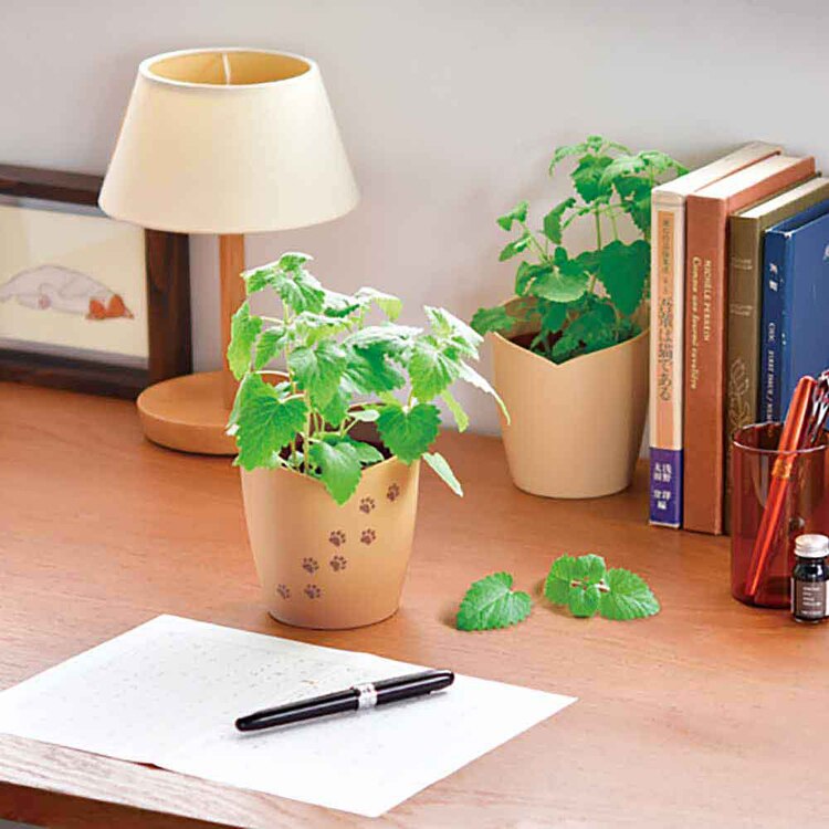 西洋マタタビ栽培キット キャットニップ GD-1027 【プラザセレクト】