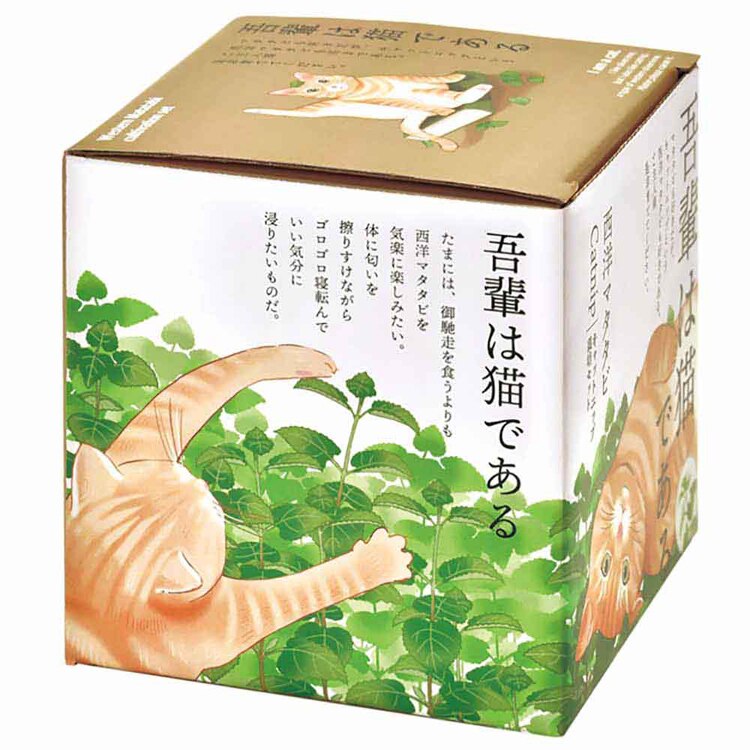 西洋マタタビ栽培キット キャットニップ GD-1027 【プラザセレクト】