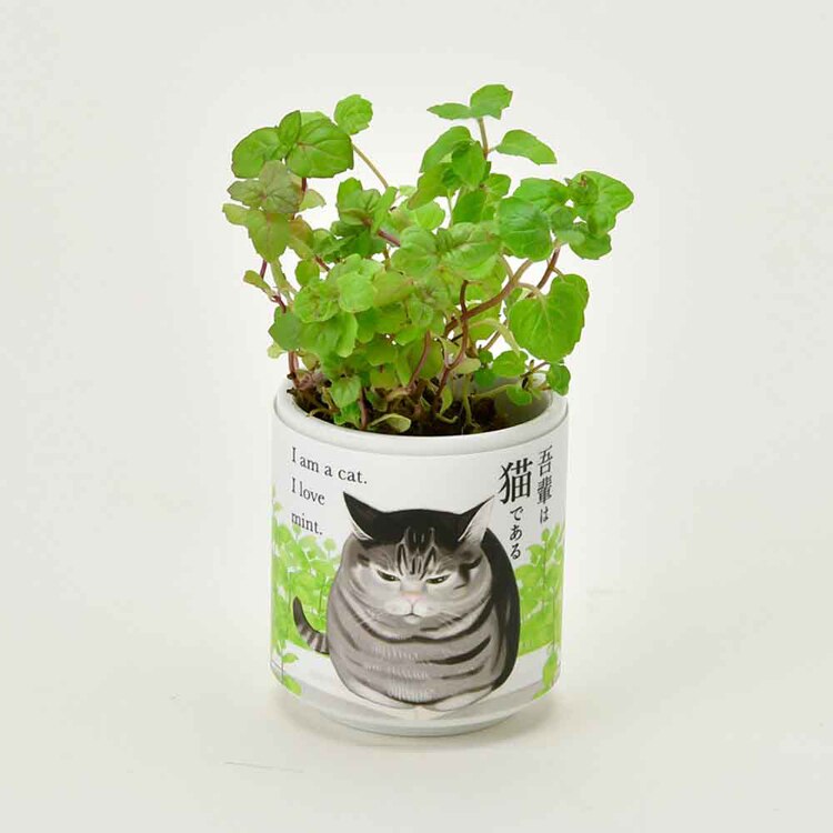 【4種セット】お芽でたおちょこ 吾輩猫（ミント・レモンバーム・ワイルドストロベリー・クローバー） 【プラザセレクト】