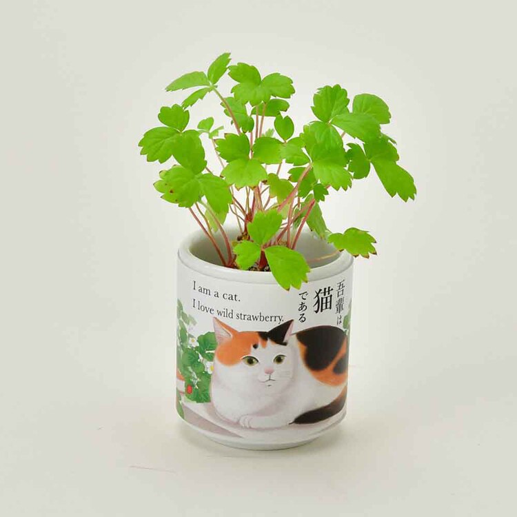 【4種セット】お芽でたおちょこ 吾輩猫（ミント・レモンバーム・ワイルドストロベリー・クローバー） 【プラザセレクト】