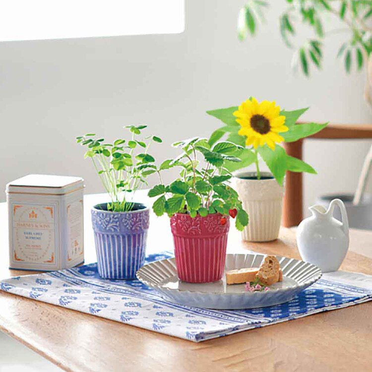 【3種セット】グレイス ガーデン（ワイルドストロベリー・ミニヒマワリ・四つ葉のクローバー） 【プラザセレクト】