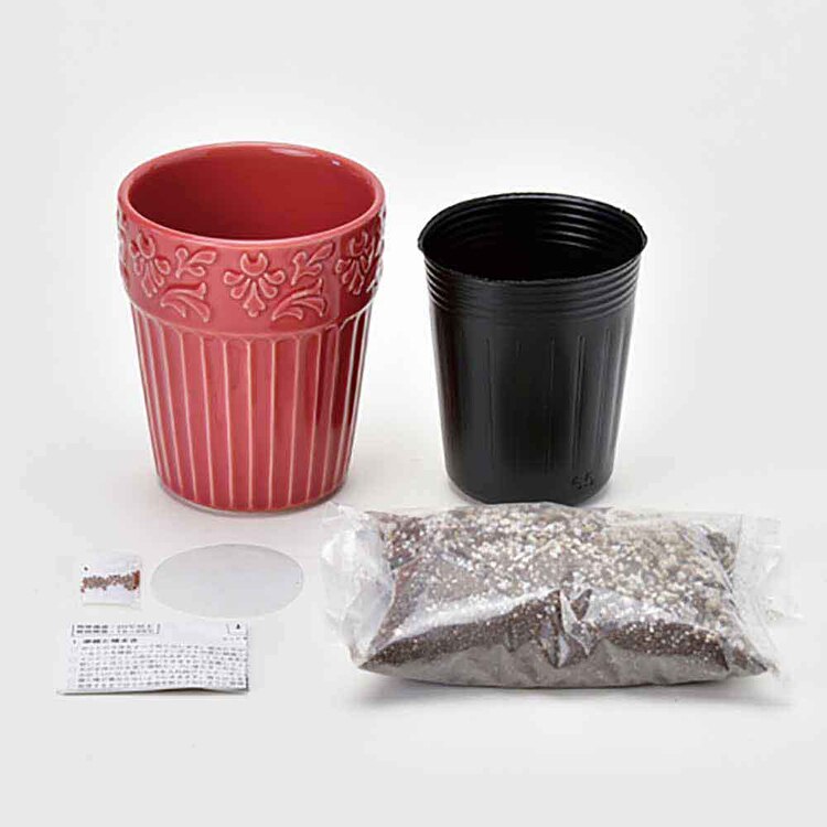 【3種セット】グレイス ガーデン（ワイルドストロベリー・ミニヒマワリ・四つ葉のクローバー） 【プラザセレクト】