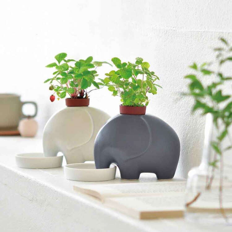 【2種セット】エレプラント/ヒポポプラント 【プラザセレクト】