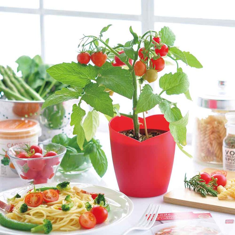 ハートマト栽培キット GD-1032 【プラザセレクト】