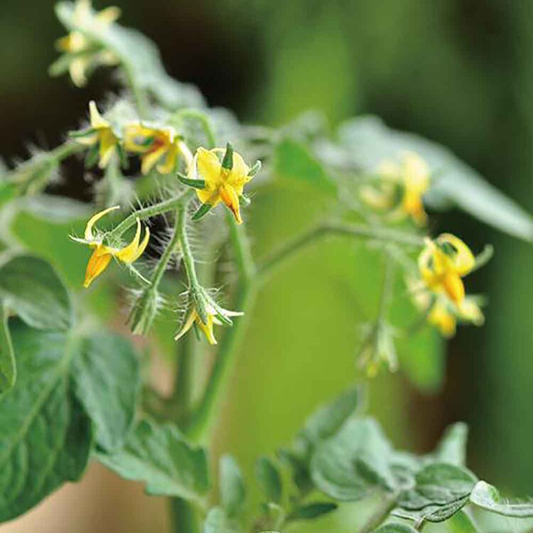 ハートマト栽培キット GD-1032 【プラザセレクト】