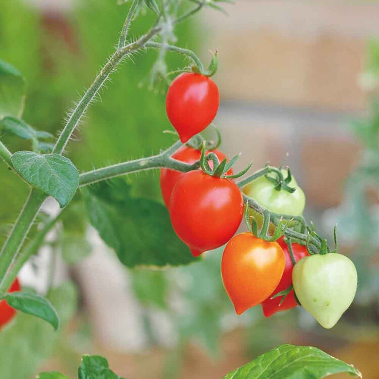 ハートマト栽培キット GD-1032 【プラザセレクト】