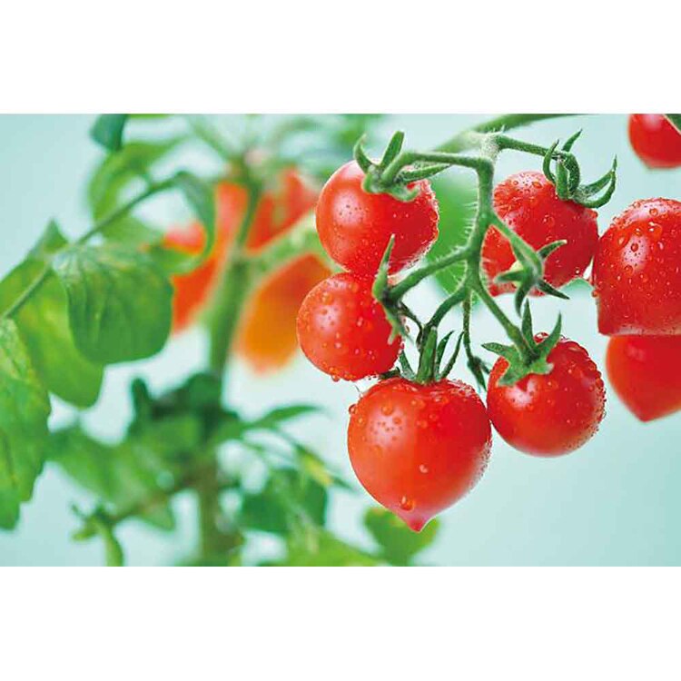 ハートマト栽培キット GD-1032 【プラザセレクト】