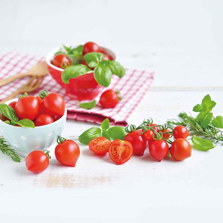 ハートマト栽培キット GD-1032 【プラザセレクト】