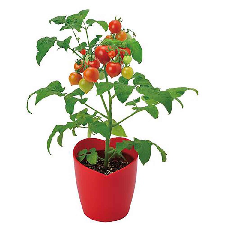 ハートマト栽培キット GD-1032 【プラザセレクト】