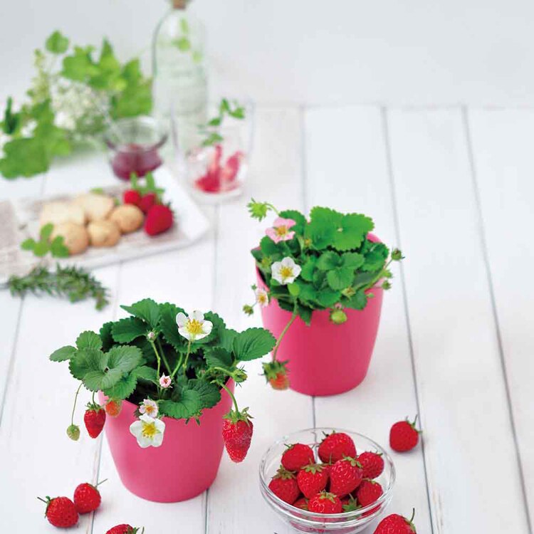 摘みたてイチゴ栽培セット GD-1000 【プラザセレクト】