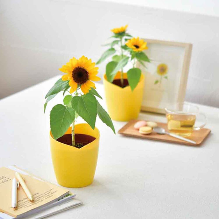 ひまわり栽培キット GD-1033 【プラザセレクト】