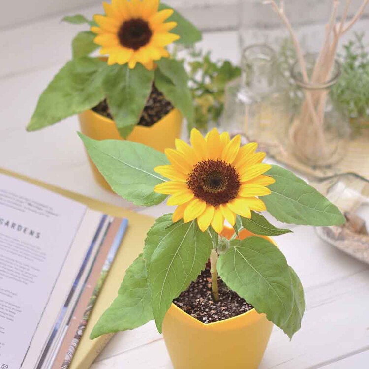 ひまわり栽培キット GD-1033 【プラザセレクト】