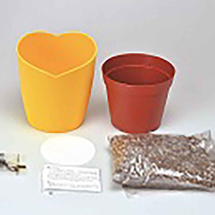 ひまわり栽培キット GD-1033 【プラザセレクト】