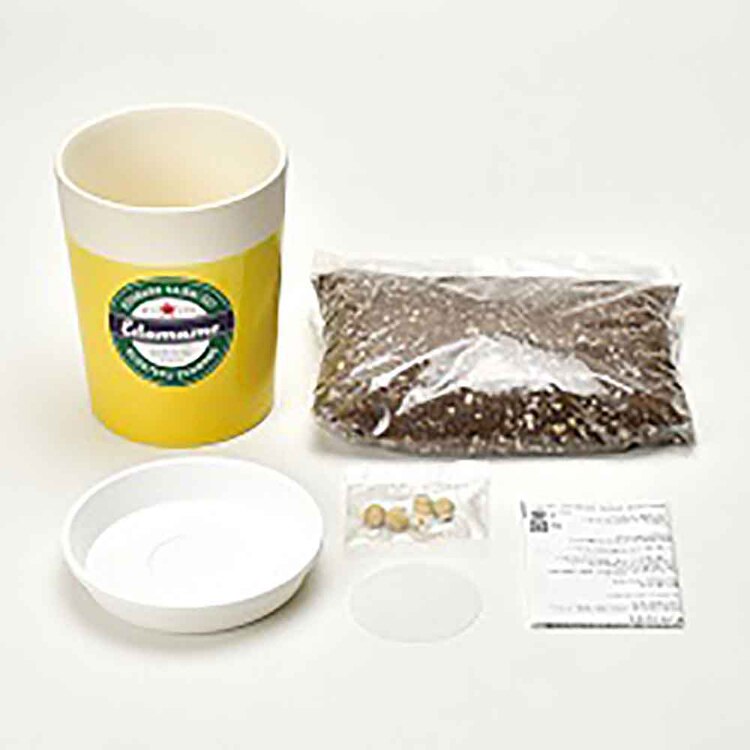 育てるえだ豆栽培セット GD-979  GD-995【プラザセレクト】