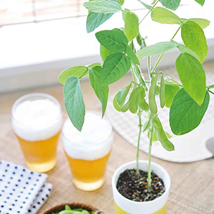 【2種セット】育てるえだ豆栽培セット（えだ豆・黒えだ豆） 【プラザセレクト】