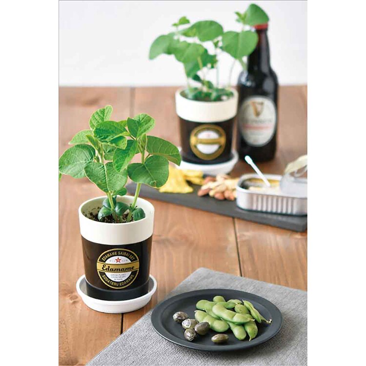 【2種セット】育てるえだ豆栽培セット（えだ豆・黒えだ豆） 【プラザセレクト】