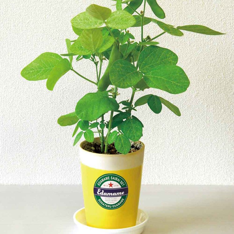 【2種セット】育てるえだ豆栽培セット（えだ豆・黒えだ豆） 【プラザセレクト】