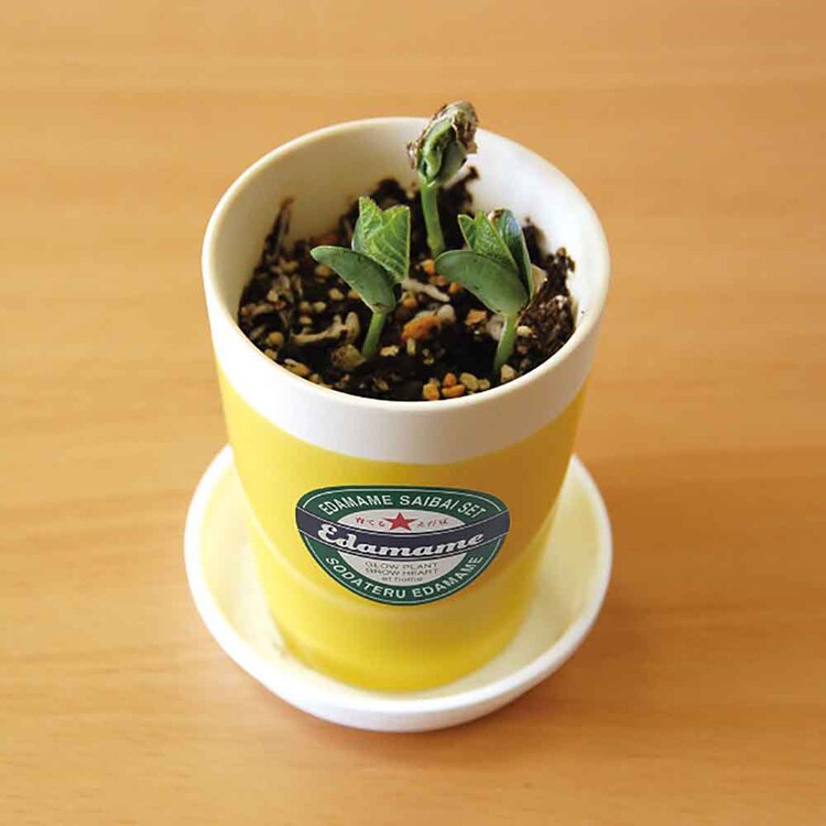 【2種セット】育てるえだ豆栽培セット（えだ豆・黒えだ豆） 【プラザセレクト】