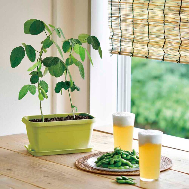 【4種セット】エンジョイプランター(イチゴ・えだまめ・ミニトマト・ミニヒマワリ) 【プラザセレクト】