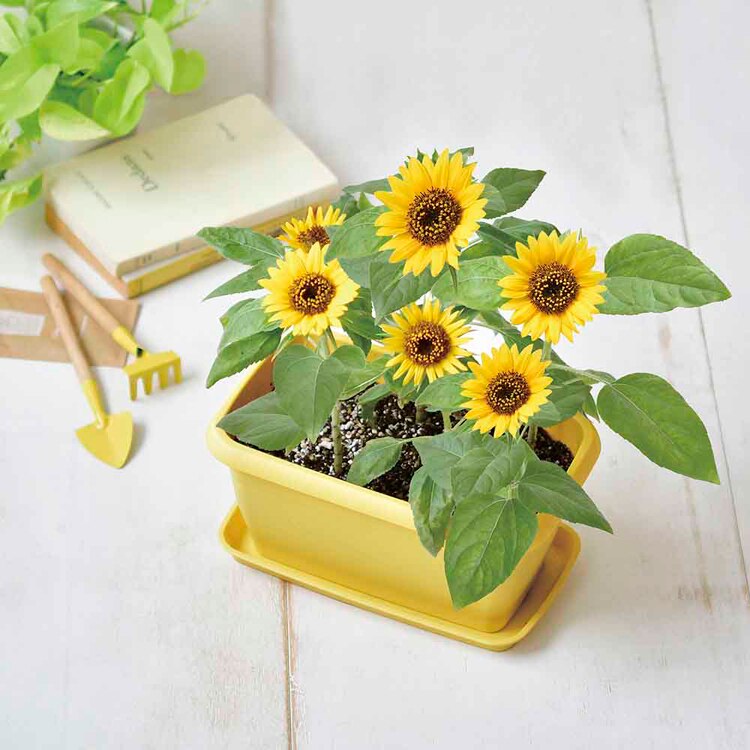 【4種セット】エンジョイプランター(イチゴ・えだまめ・ミニトマト・ミニヒマワリ) 【プラザセレクト】