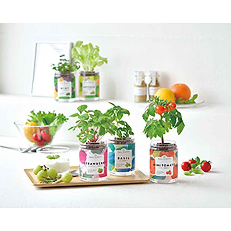 【5種セット】グリーンペット（ミント・バジル・ワイルドストロベリー・レタス・ミニトマト） 【プラザセレクト】