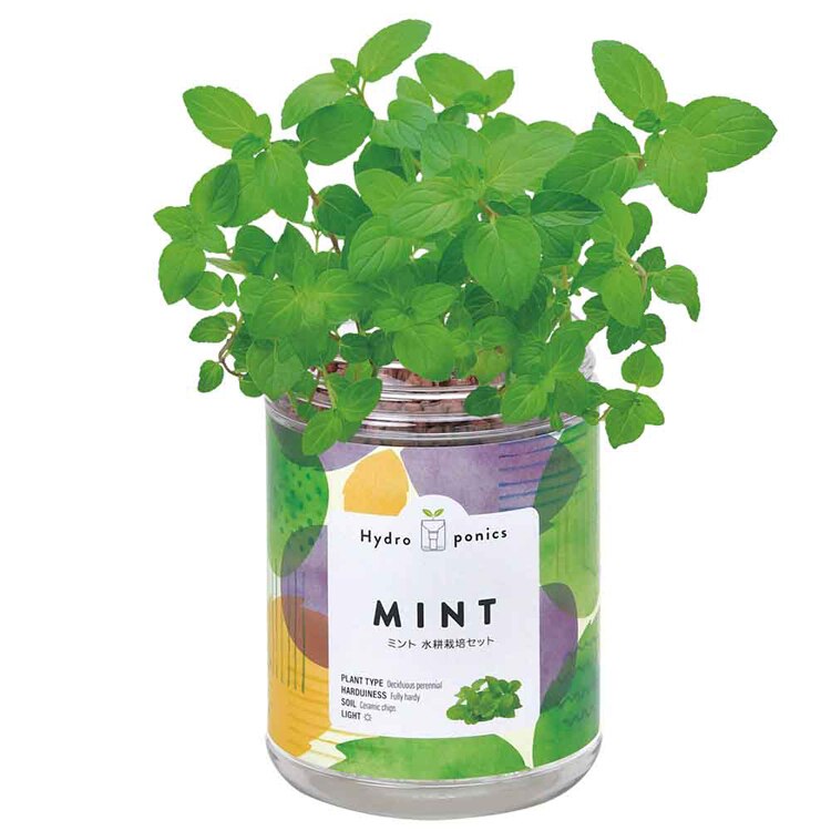 【5種セット】グリーンペット（ミント・バジル・ワイルドストロベリー・レタス・ミニトマト） 【プラザセレクト】