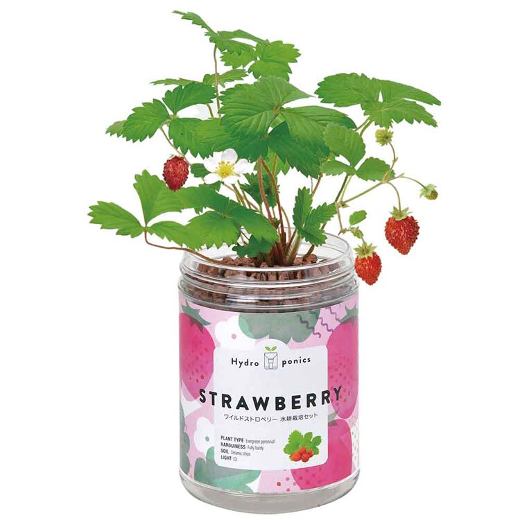 【5種セット】グリーンペット（ミント・バジル・ワイルドストロベリー・レタス・ミニトマト） 【プラザセレクト】