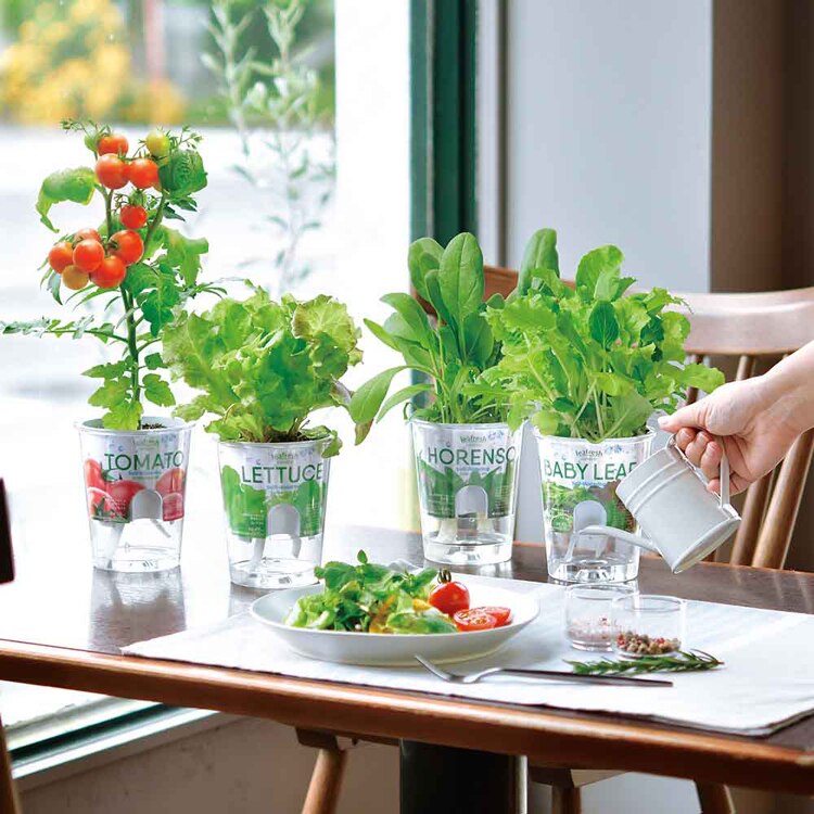 フレッシュフィール GD-81901 GD-81902 GD-81903 GD-81904 GD-81906 【プラザセレクト】