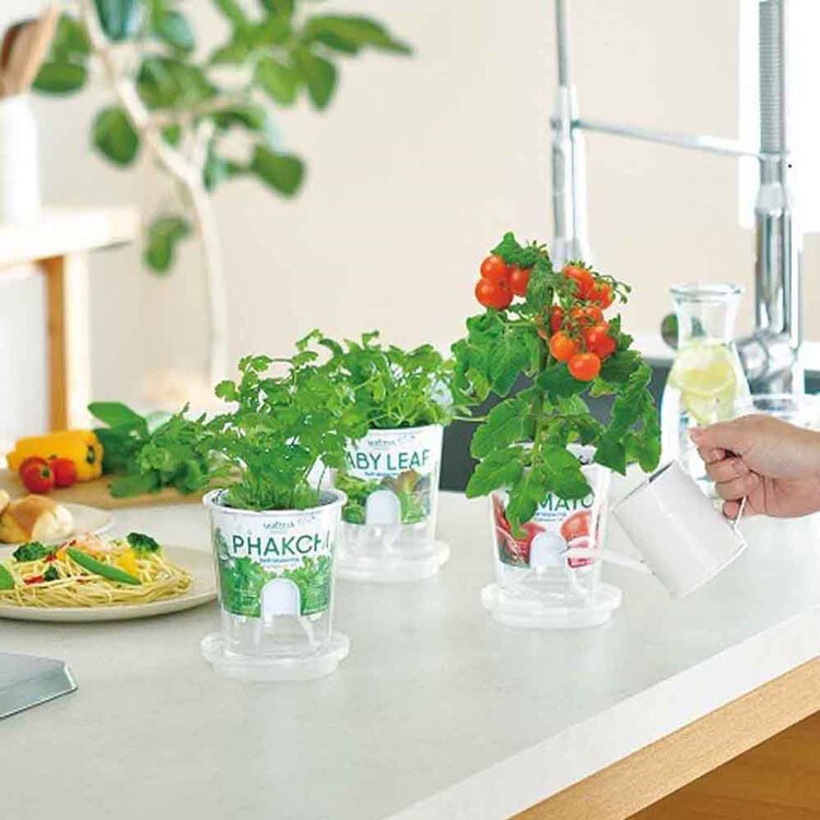 【5種セット】フレッシュフィール（ラディッシュ・サラダホウレンソウ・レタス・ベビーリーフミックス・ミニトマト） 【プラザセレクト】