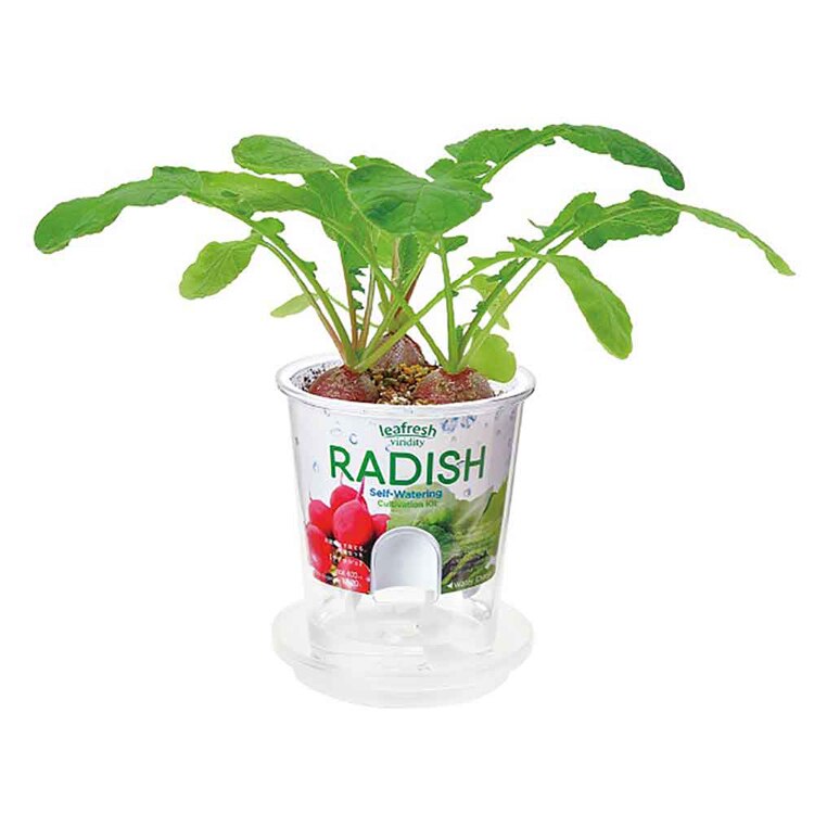 【5種セット】フレッシュフィール（ラディッシュ・サラダホウレンソウ・レタス・ベビーリーフミックス・ミニトマト） 【プラザセレクト】