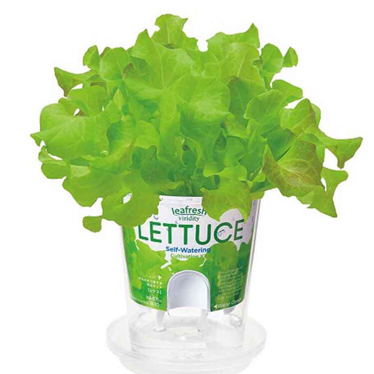 【5種セット】フレッシュフィール（ラディッシュ・サラダホウレンソウ・レタス・ベビーリーフミックス・ミニトマト） 【プラザセレクト】