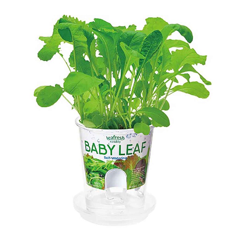 【5種セット】フレッシュフィール（ラディッシュ・サラダホウレンソウ・レタス・ベビーリーフミックス・ミニトマト） 【プラザセレクト】