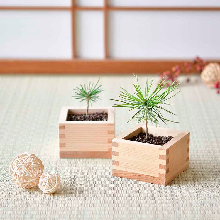 ソダテマス 盆栽栽培セット 黒松 GD-84601 【プラザセレクト】