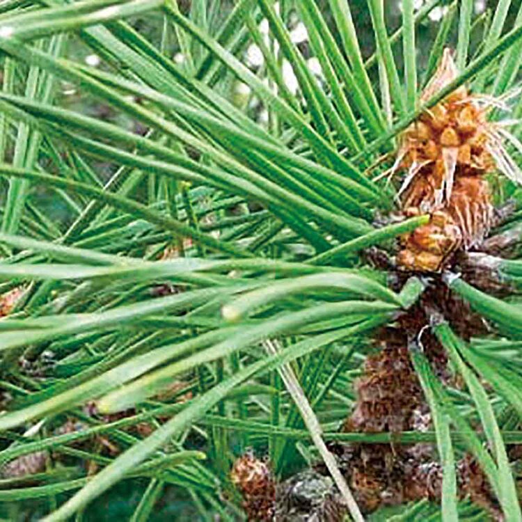 ソダテマス 盆栽栽培セット 黒松 GD-84601 【プラザセレクト】