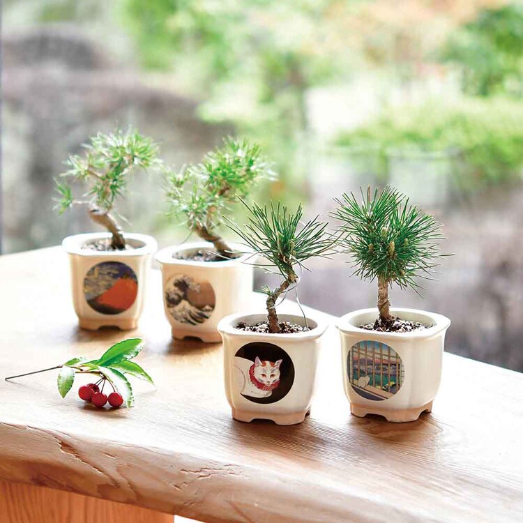 JAPANESE BONSAI 松 GD-64003 GD-64004 GD-64005 GD-64006 【プラザセレクト】