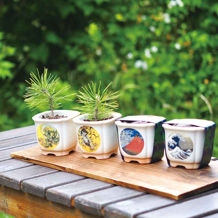 JAPANESE BONSAI 松 GD-64003 GD-64004 GD-64005 GD-64006 【プラザセレクト】