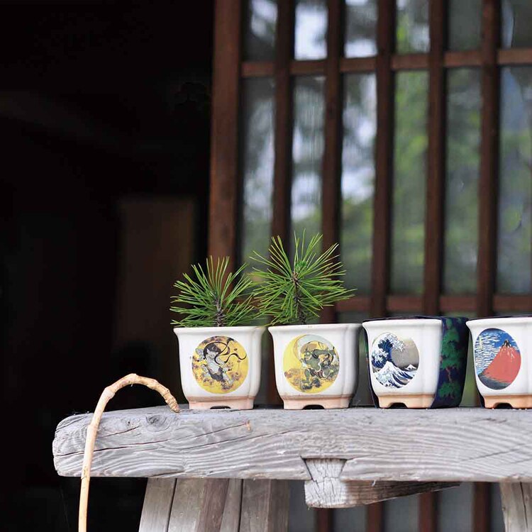 JAPANESE BONSAI 松 GD-64003 GD-64004 GD-64005 GD-64006 【プラザセレクト】