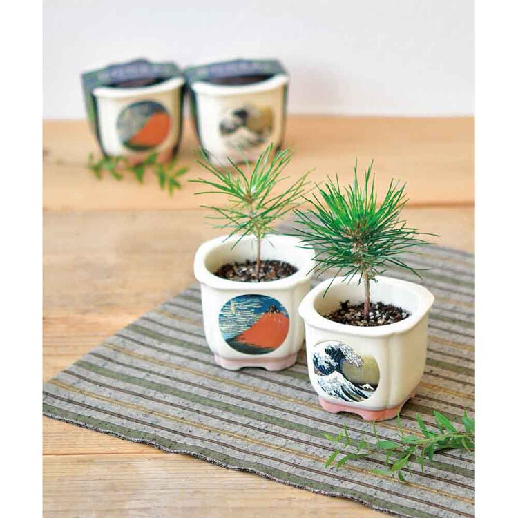 JAPANESE BONSAI 松 GD-64003 GD-64004 GD-64005 GD-64006 【プラザセレクト】