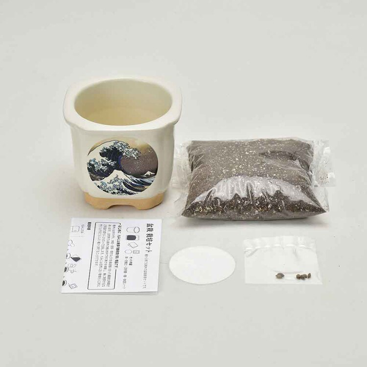 JAPANESE BONSAI 松 GD-64003 GD-64004 GD-64005 GD-64006 【プラザセレクト】