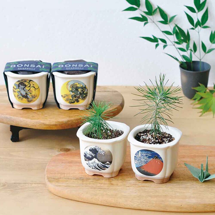 【4種セット】JAPANESE BONSAI 松(波富士・赤富士・白猫・富士と猫) 【プラザセレクト】