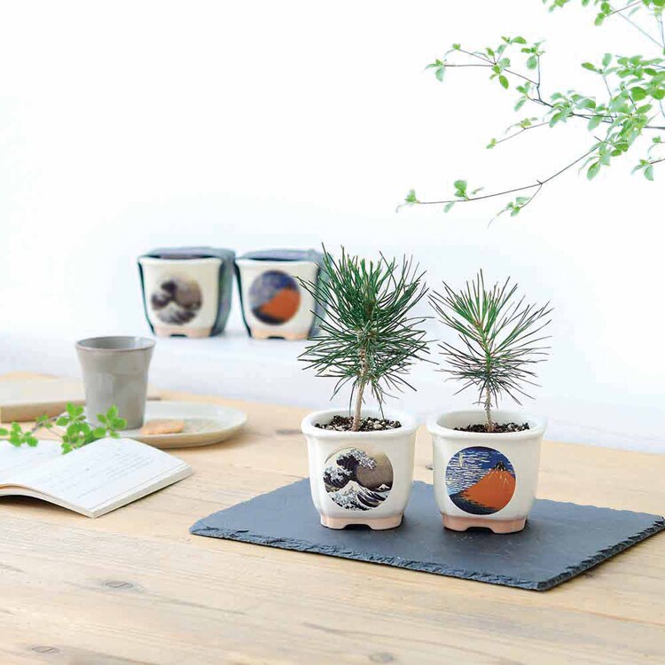 【4種セット】JAPANESE BONSAI 松(波富士・赤富士・白猫・富士と猫) 【プラザセレクト】