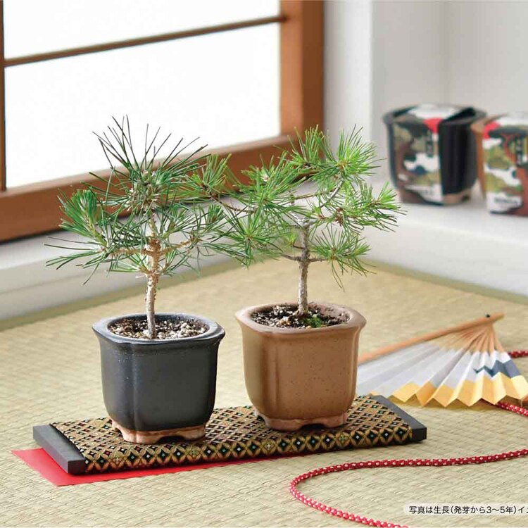 The BONSAI 栽培セット GD-99201 GD-99202 【プラザセレクト】